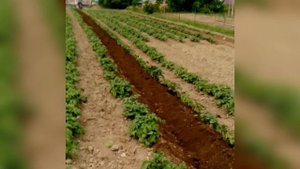 "скоростное окучивание" ежи в помощь.