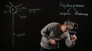 Биология 8 класс: Нервная ткань