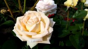 Обзор: Роза - Мадам Анизетт