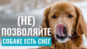 Собаки в борьбе со СНЕГОМ! Почему собаки едят СНЕГ? Может ли СНЕГ БЫТЬ ОПАСЕН?