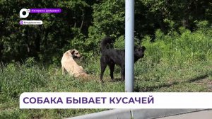 Отлов безнадзорных собак организовала городская администрация на улице Нейбута во Владивостоке