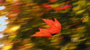 ЛИСТ НА ВЕТРУ. ВАЛЕРИЙ ЯРУШИН