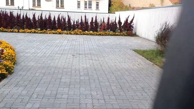 Амарант на клумбе. Декоративный амарант