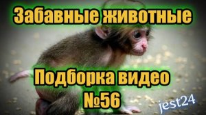 Забавные животные / Подборка видео №56