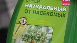 Советы тети Тани. Ромашка Перетрум.