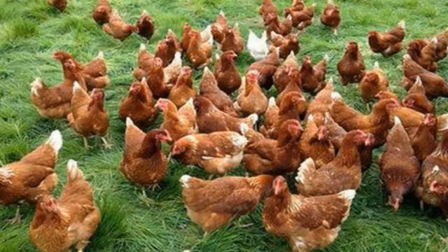 Почему куры плохо несут яйца смотреть онлайн