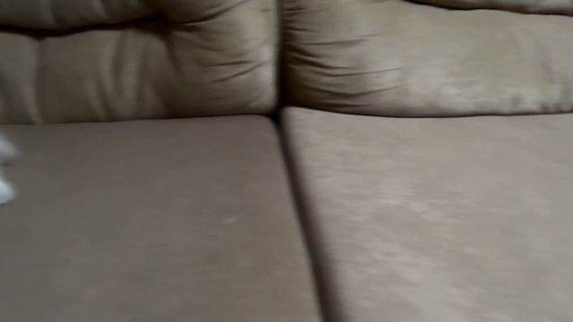 Первая встреча котенка и собаки. Знакомство Эльзы и Бетти. смотреть онлайн