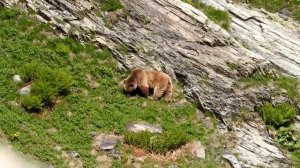 медведь красная поляна