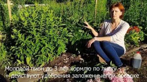 Уход за пионом после цветения.