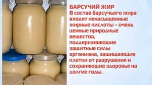 Польза барсучего жира