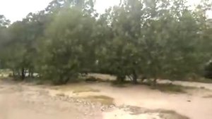 Побережье Финского залива около пансионата Белое солнце