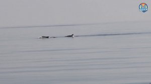 Дельфины в Шепси 3 мая