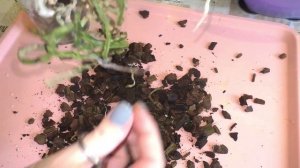 ПЕРЕСАДКА УЦЕНЁННОЙ ОРХИДЕИ // Каменная роза