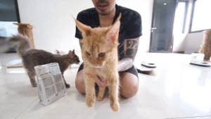 Kucing Mencret dan Tidak Mau Makan Royal Canin Gastrointestinal