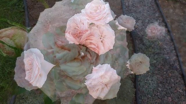 Сорта роз для сада в пастельных тонах. смотреть онлайн