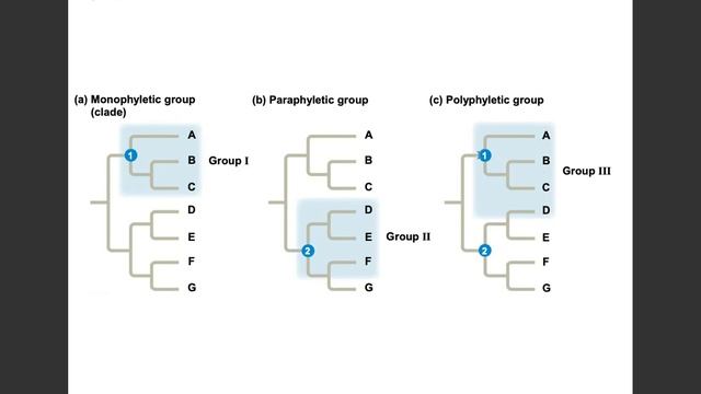 Biology in Focus Chapter 20: Phylogeny смотреть онлайн