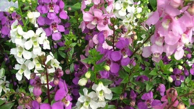 ANGELONIA