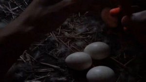 День Овоскопирования / Эти Утки меня убьют / Мускусные утки на яйцах / Гусыня испортила все яйца