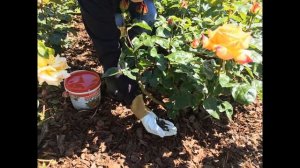 Кустовые розы. Полное описание растения и уход от А до Я.