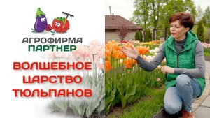 Волшебное царство тюльпанов