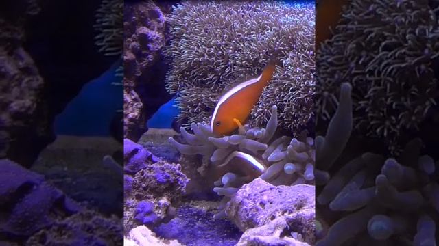 аквариумные рыбки, Рыба-клоун, Amphiprion sandaracinos, #Shorts