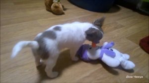 Щенки ЧИХУАХУА ? Девочки, 3 месяца / Санкт-Петербург / Зима 2020