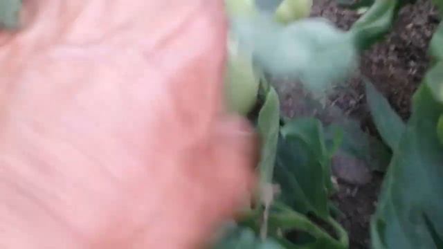 Розовый томат Джина. смотреть онлайн