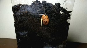 Для семян тугодумов -стратификация семян  это не сложно. Анемона: подготовка  семян к посеву.