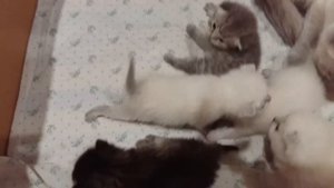Котята 2 недели