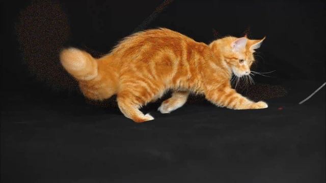 Котята мейн кун в возрасте 5 месяцев