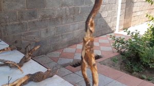 Поделки из корней деревьев в домашних условиях - часть 3