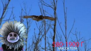 Сова спасла жизни детей! Реальная история!