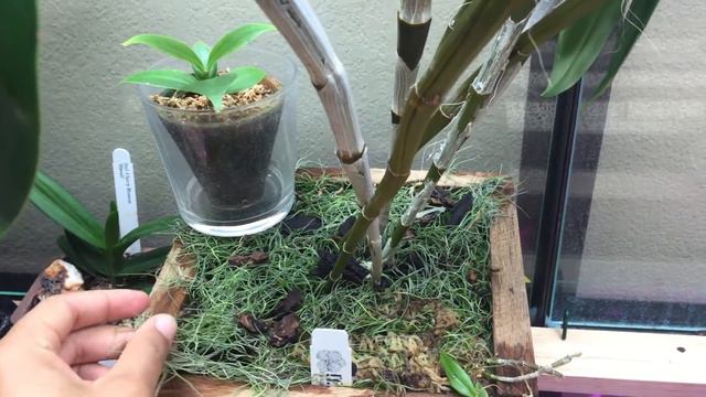 Dendrobium thyrsiflorum смотреть онлайн