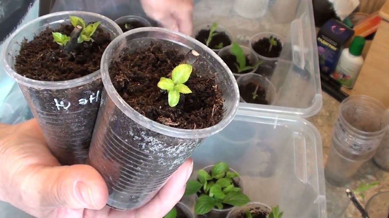 Нет результата по черенкованию клематиса зимой ! Зато отличный результат по гортензиям ! смотреть онлайн