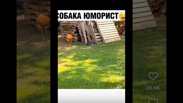 Собака приколист