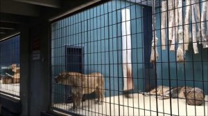 Путешествие по Берлинскому зоопарку.