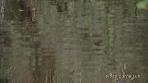 Everglades. FL. Эверглейдс. Маленький уголок очень большого тропического парка.