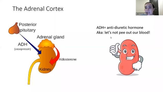 Introduction to Cardiovascular Physiology: What People with Dysautonomia Should Know by Heart смотреть онлайн