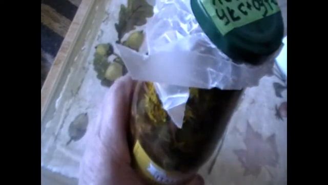 Дикоросы 8 мая. Одуванчики, заготовка на зиму. Foraging, Dandelions, harvesting for the winter. смотреть онлайн