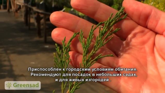 Типы и сорта можжевельников. смотреть онлайн
