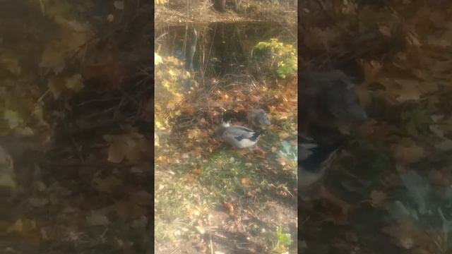 Уточки на протоке. Ещё одна - хохлатая утка смотреть онлайн