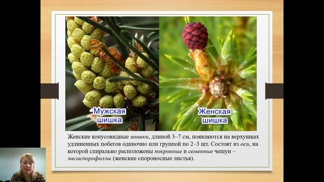 Жизненный цикл голосеменных растений, на примере сосны обыкновенной. Щербатова А.Ф.