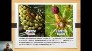 Жизненный цикл голосеменных растений, на примере сосны обыкновенной. Щербатова А.Ф.