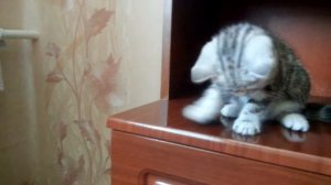 Шотланский котёнок ( Скотиш Страйт)