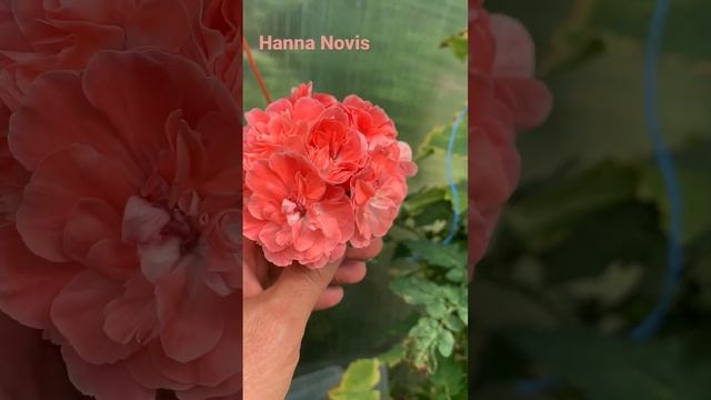 Pelargongaragets Hanna (novis), селекция Karin Wester (Швеция), (ее префикс Pelargongaraget ZA)