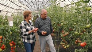 Экзотические полосатые сорта томатов. Сорт АМУРСКИЙ ТИГР.
