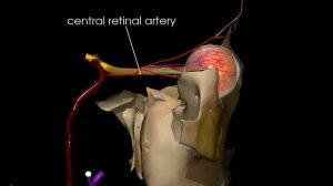 Глаз. Кровоснабжение