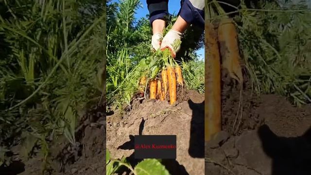 Видели, как растёт морковь? свежий урожай на грядке, сбор урожая, carrot. Собственное хозяйство