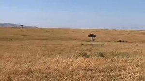 Лев становится бессмертной матерью, спасающей ребенка-антилопу от гепарда