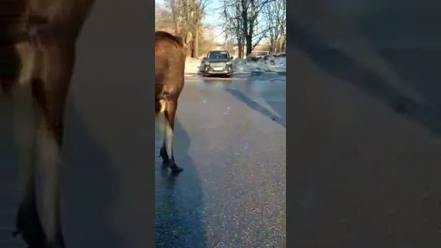 Екатеринбург у областной больнице вышел лесной зверь